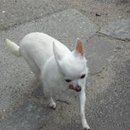 Chihuahua Cirkeline af Birkedal RIP