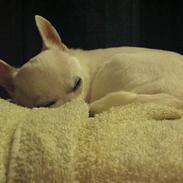 Chihuahua Cirkeline af Birkedal RIP