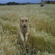 Labrador retriever Cheri