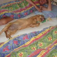 Labrador retriever stella 