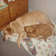 Labrador retriever stella 