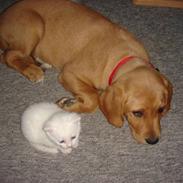 Labrador retriever stella 