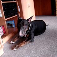 Bullterrier Arni