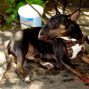 Bullterrier Arni