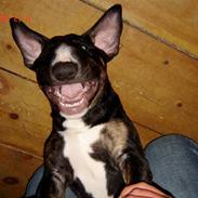 Bullterrier Arni