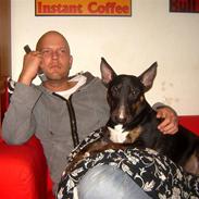 Bullterrier Arni