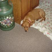 Labrador retriever stella 