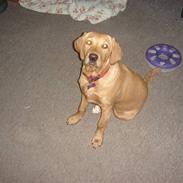 Labrador retriever stella 