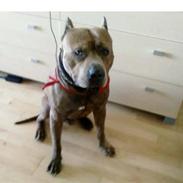 Amerikansk staffordshire terrier Snoop