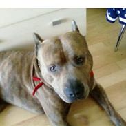 Amerikansk staffordshire terrier Snoop