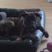 Blanding af racer Simba