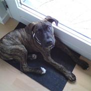 Blanding af racer Simba