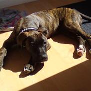 Blanding af racer Simba