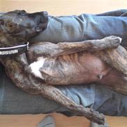 Blanding af racer Simba