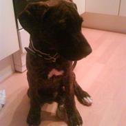 Blanding af racer Simba