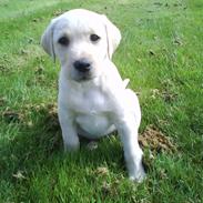 Labrador retriever Molly