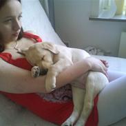 Labrador retriever Molly