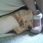 Labrador retriever Molly