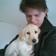 Labrador retriever Molly