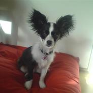 Papillon Maggie<3