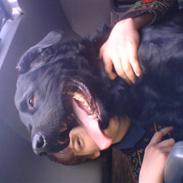 Blanding af racer konjak R.I.P