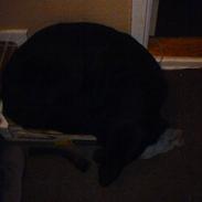 Blanding af racer konjak R.I.P