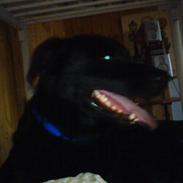 Blanding af racer konjak R.I.P