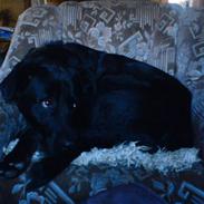 Blanding af racer konjak R.I.P