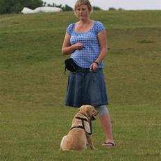 Labrador retriever Tvebak R.I.P.