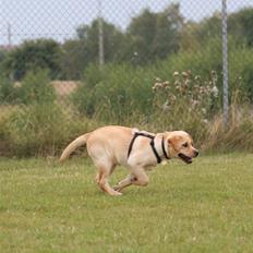 Labrador retriever Tvebak R.I.P.