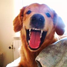 Golden retriever Rocky