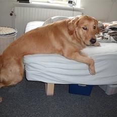 Golden retriever Rocky