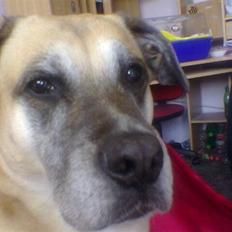 Blanding af racer Max *R.I.P*