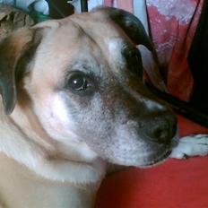Blanding af racer Max *R.I.P*