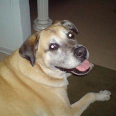 Blanding af racer Max *R.I.P*