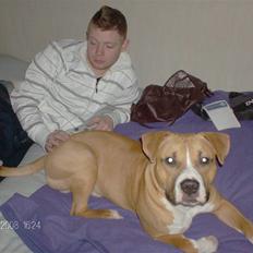 Amerikansk staffordshire terrier Balou