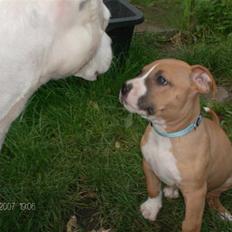 Amerikansk staffordshire terrier Balou