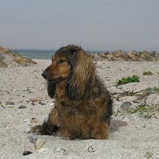 Gravhund Stella (aflidt maj 08)