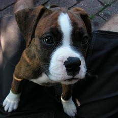 Blanding af racer Lille Molly (R.I.P)