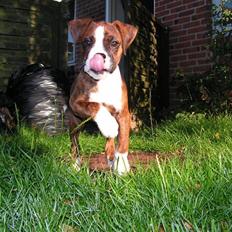 Blanding af racer Lille Molly (R.I.P)