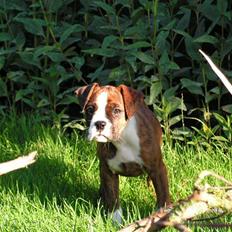 Blanding af racer Lille Molly (R.I.P)