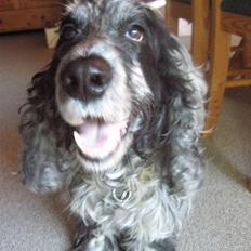 Cocker spaniel Niki
