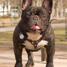 Fransk bulldog Bosse