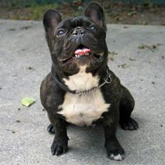 Fransk bulldog Bosse