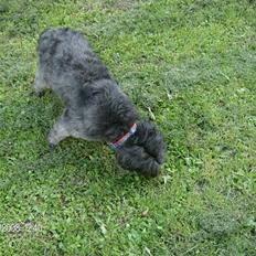 Blanding af racer Pjuske