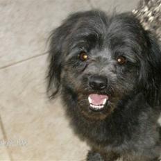 Blanding af racer Pjuske