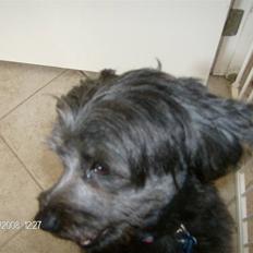 Blanding af racer Pjuske