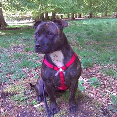 Staffordshire bull terrier aya