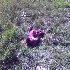 Staffordshire bull terrier aya