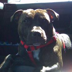 Staffordshire bull terrier aya